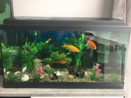 Aquarium mit fisch und zubehör