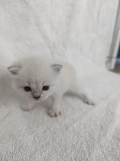 Sechs süße BKH Kitten geb. 06. 05. 23 suchen ab Ende Juli ein neues Zuhause