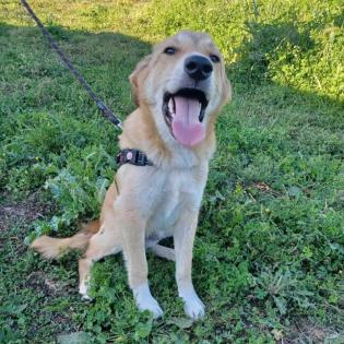 Freddie / Status sucht ein Zuhause