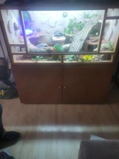 Leopardgecko
