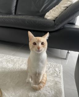 Kater abzugeben europäische Kurzhaar