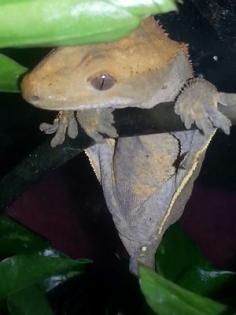 Neukaledonischer Kronengecko Correlophus ciliatus