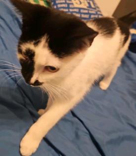 2 Hauskatzen in Liebevolle Hände