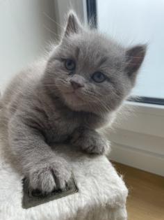 Zauberhafte BKH Kitten