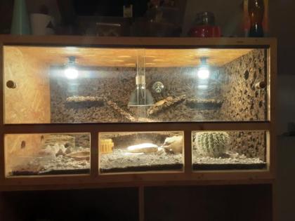 4 Leopardengeckos mit Terrarium