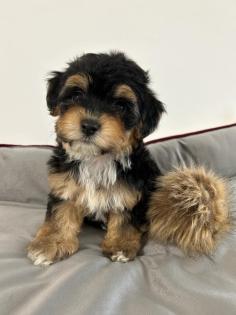 Maltipoo F1b Welpen