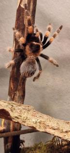 Mexikanische Rotknie Vogelspinnen