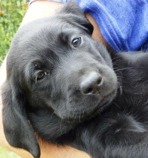 Labrador Retriever Welpen vom Sauboden FCI