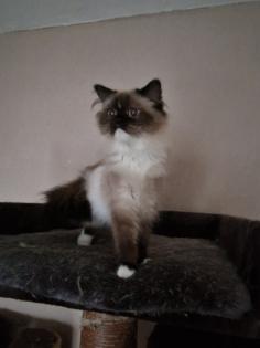 2 ragdoll mädels suchen ihr dosenöfner Platz vor preis