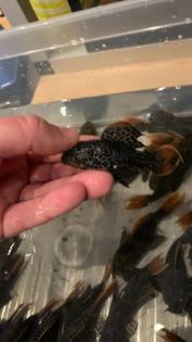 L600 nz potamotrygon cichla Diskus l46