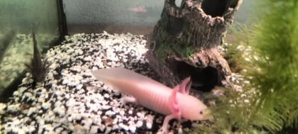Junge Axolotl in verschiedenen Farben