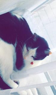 Kater vermisst entlaufen seit dem 23. 09. 2017