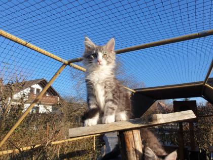 Prächtige Maine Coon Kitten