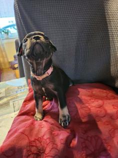 Französische Bulldoggen Baby, s