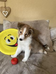 Süße Sheltie Welpen suchen einen Platz zum kuscheln
