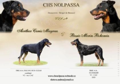 Zwinger NOLPASSA bietet Beauceron Welpen mit PP