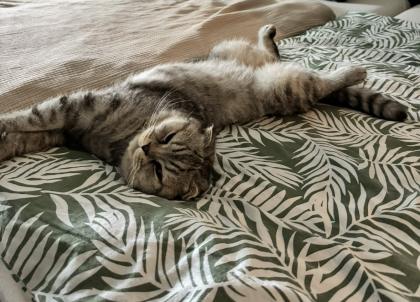 BKH SF Katerchen sucht neues Zuhause