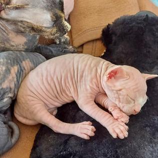 Sphynx Kitten