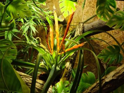 Grüne Wasseragame