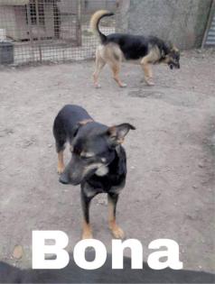 Bona. ist eine schüchterne Hündin, sehr lieb und freundlich