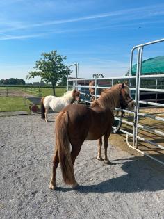 Reitbeteiligung/Pflegebeteiligung für meine Ponys