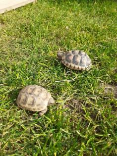 Ladschildkröten Babys maurisch und breitrandschildkröten von 2021