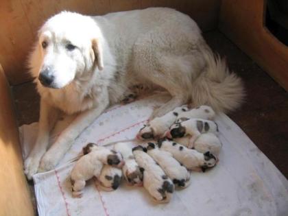 Pyrenean berghund - welpen