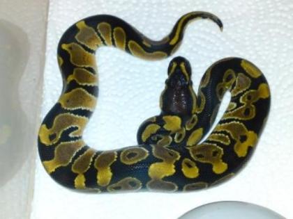 Classic 100 het Albino 66 het Clown