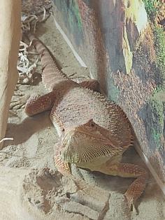 Bartagame und Terrarium mit Zubehör zu verkaufen
