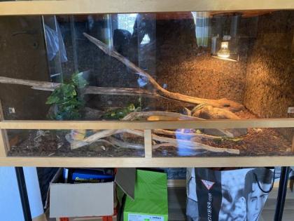 2 Kornnattern Terrarium