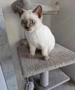 Verkaufe süße Kitten