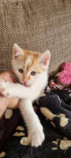 3 Miezis Hauskatzen absolut gesund