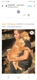 Tolle Welpen, Junghunde Hundesenioren