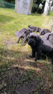 Tolle Cane Corso Welpen