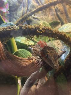Höckerkopfgecko Gargoyle Gecko Weibchen ca. 1 Jahr alt