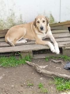 Vicky sucht ein Zuhause