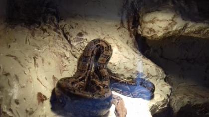 0. 1 Mexican Boa abzugeben