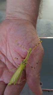 Insekten Phasmiden Stabschrecken oder auch verschiedene Blätter Jungtiere Eier