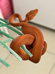 Corallus Hortulanus NZ22 Calico, Red, Bicolor
