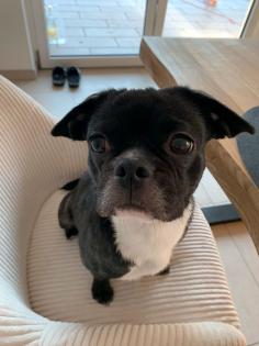 Hundesitter gesucht