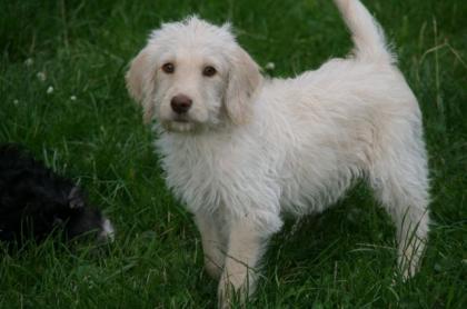 Labradoodle Welpen Labrador x Pudel