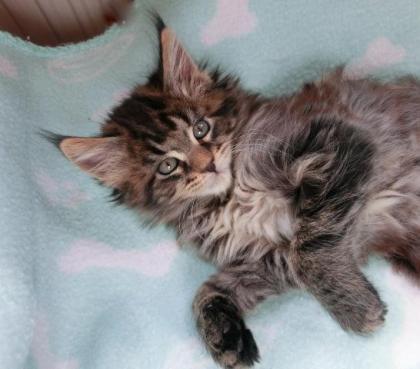 Tolle Maine Coon Kitten, mit schönen Luchspinseln