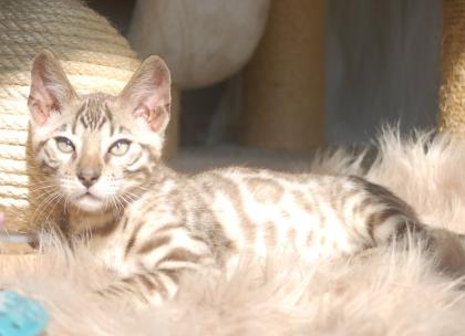 Traumhaft schön gezeichnete Bengal Kitten