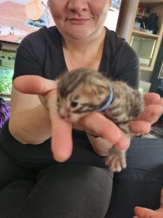 Bengal bengalkatze bengalkitten