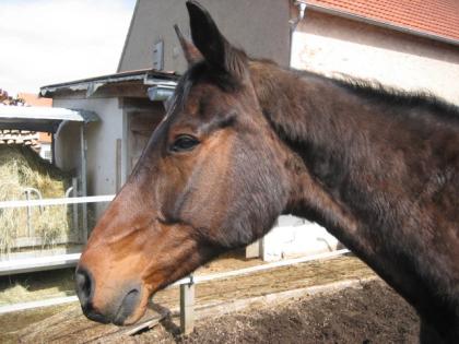 Die etwas andere Reitbeteiligung in PLZ 974.