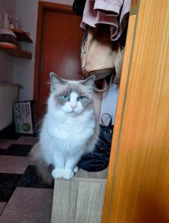 Ragdoll mit Stammbaum