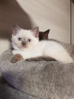 BKH Kitten Britisch Kurzhaar