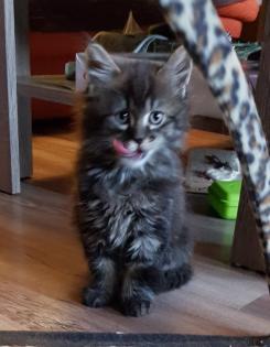 Maine coon Katerchen ab März