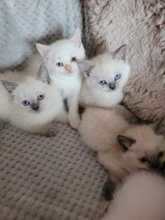 Wunderschöne Bkh kitten blue point und silver shaded