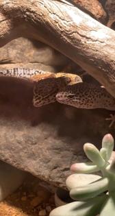 2 Leopardengecko Weibchen
